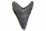 Serrated, Fossil Megalodon Tooth - South Carolina #371805-1